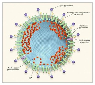 新冠病毒结构图
