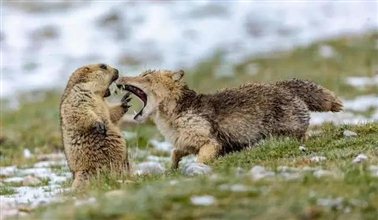 旱獭与藏狐是我国青藏高原上分布较广的两种野生动物，图中一只藏狐正要把眼前的旱獭一口吞下，摄影师 ：鲍永清。