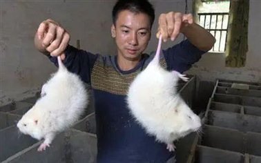 网红养殖户“华农兄弟”与两只竹鼠